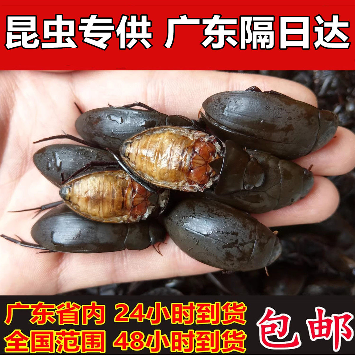 正宗黑龙虱新鲜速冻水蟑螂濑尿龟水龟子活体速冻鱼鳖虫全国包邮