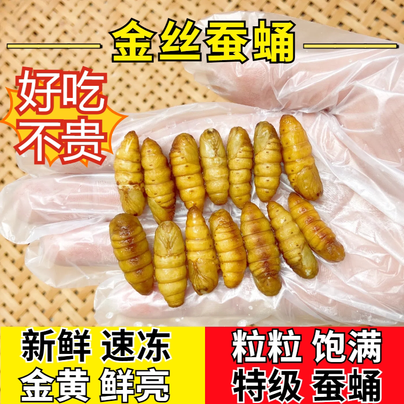 饱满新鲜速冻金丝蚕蛹小蚕蛹包邮