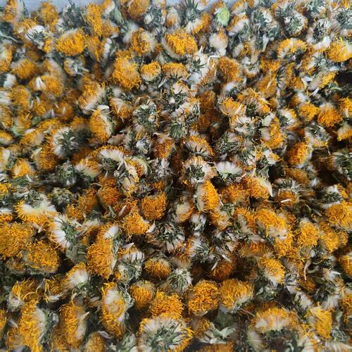 云南高原野生蒲公英干花 泡水 煮茶