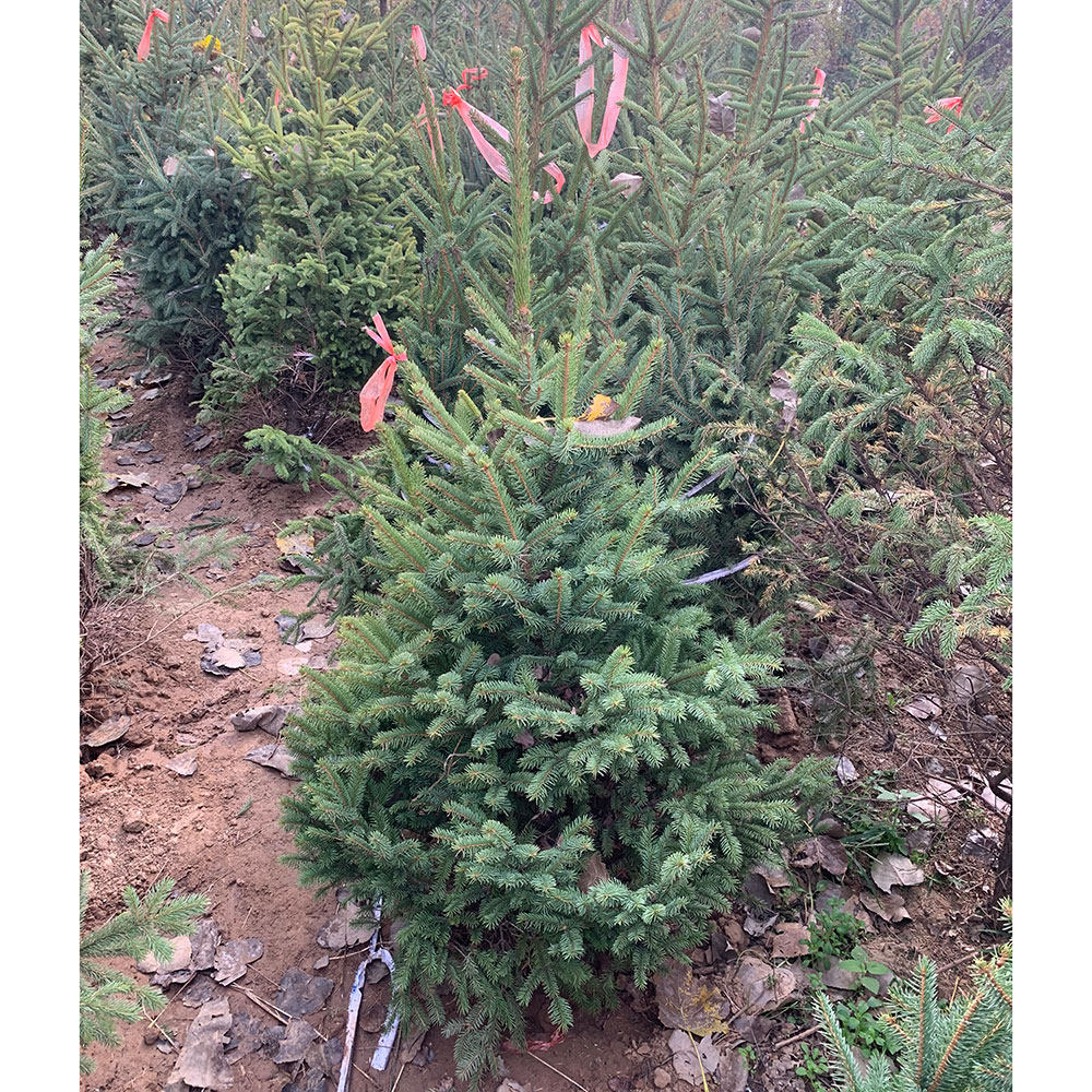 水杉树苗 杉树苗 云杉大树苗南方地栽庭院盆栽园林道路绿化工程苗