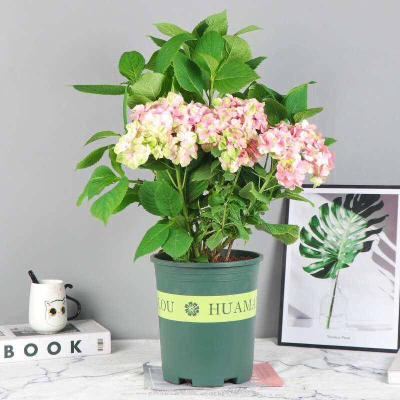 花都之韵 大花绣球新品花苗 埃及艳后 沙龙列车 有松阳台盆栽