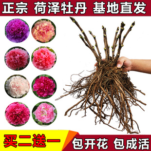 香玉正宗菏泽牡丹花苗阳台盆栽牡丹庭院花卉浓香白色系多分枝