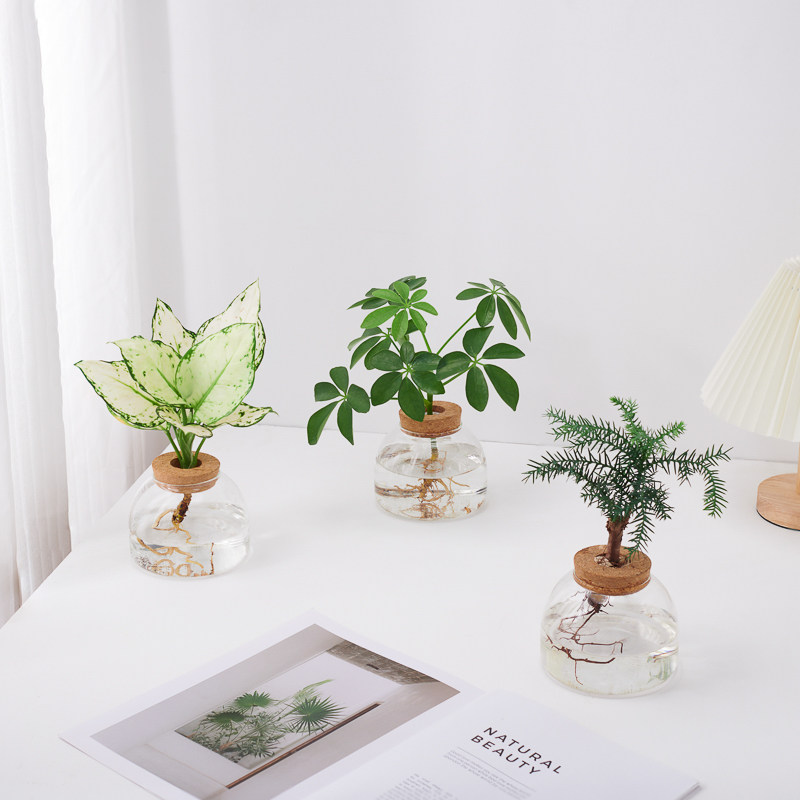 水培绿植水养春羽绿公主发财树吉利红办公室内好养植物桌面盆栽,鲜花速递/花卉仿真/绿植园艺,绿植,淘宝优惠券,粉丝福利购,淘宝优惠卷