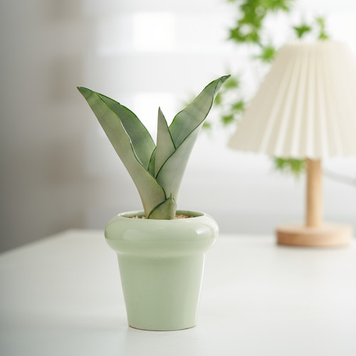 白玉虎皮兰盆栽室内虎尾兰办公室工位桌面绿植高档奶油风植物摆件