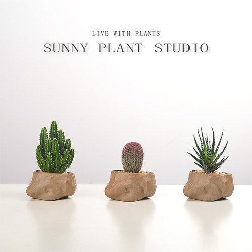 万重山小盆栽十二卷迷你多肉植物书房室内办公室桌面懒人绿植花卉