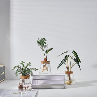 高品质水培绿植好养绿公主