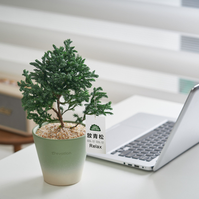 【放青松】蓝松稀有绿植工位绿植