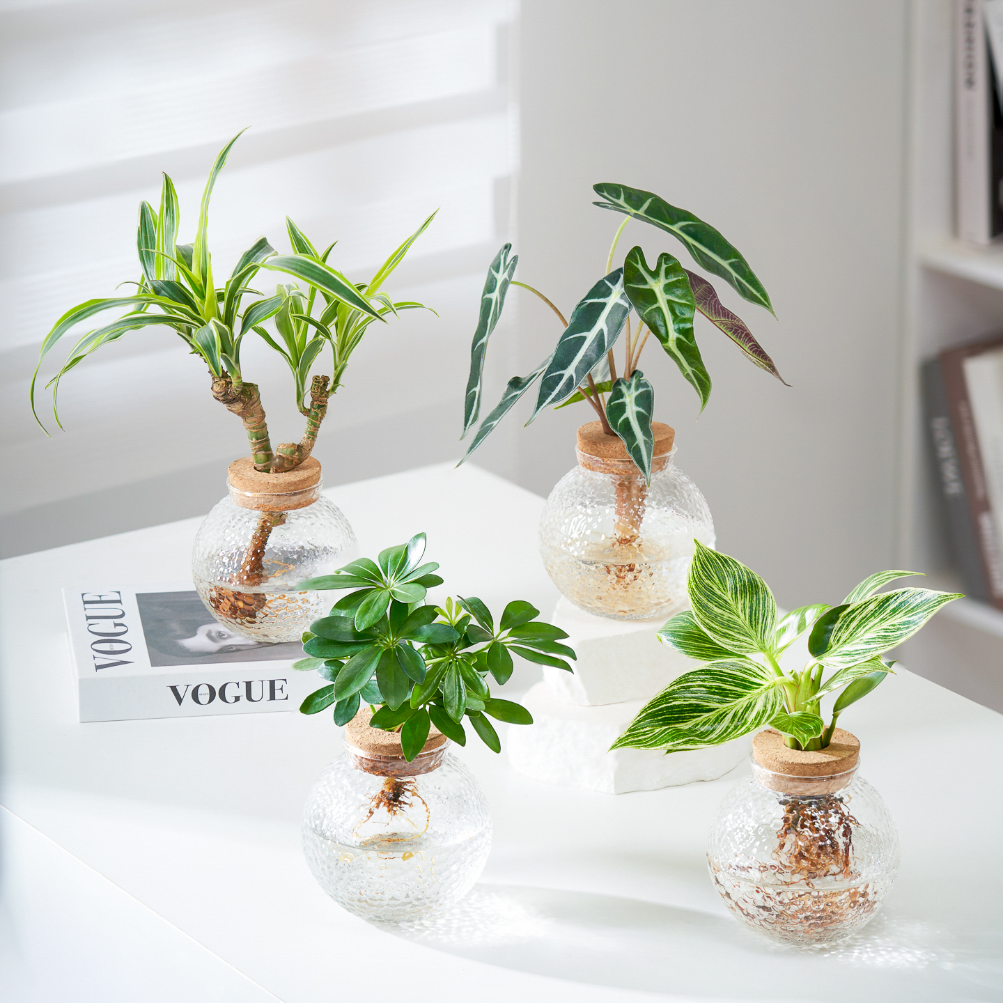 【新款】巴西铁鸭脚木水培绿植盆栽办公室内绿植花卉净化空气摆件