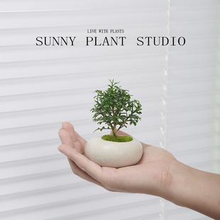 达摩九里香创意迷你小盆栽桌面观叶绿植物好养客厅室内四季常青