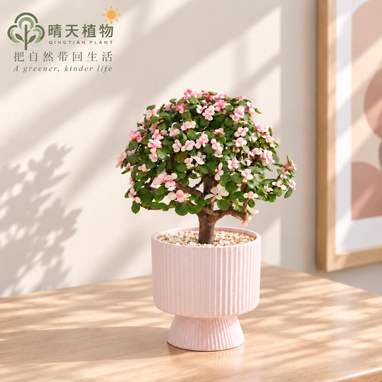 金枝玉叶造型多肉盆景 办公室客厅阳台桌面小绿植花卉懒人好养图片
