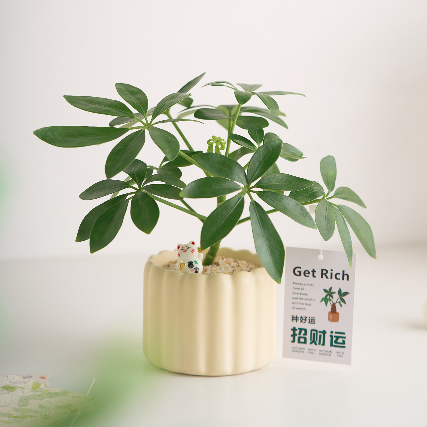 八方来财鸭脚盆栽招财室内植物