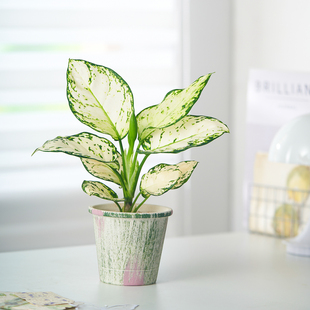 白如意绿植办公室内小盆栽桌面工位高级感客厅好养活观叶植物摆件