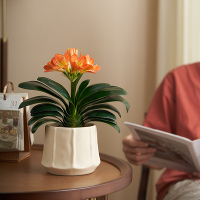 君子兰花办公室内盆栽开花绿植四季懒人好养送老师桌面好物摆件