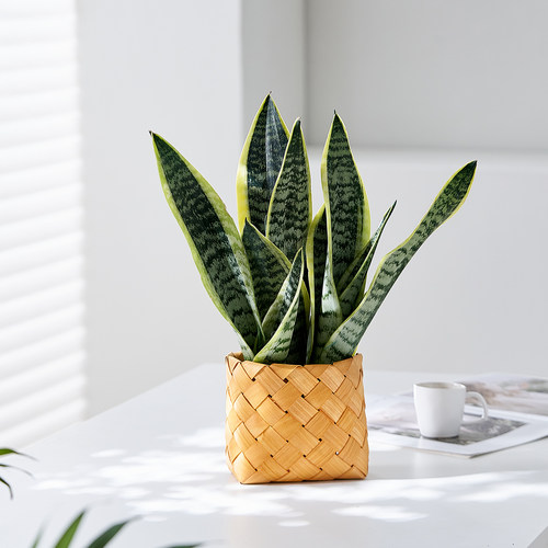 虎皮兰室内桌面绿植四季常绿好养
