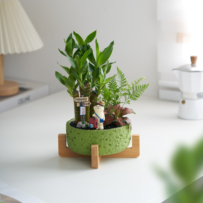 富贵竹创意盆栽办公室内客厅招财绿植节节高懒人好养活桌面摆件