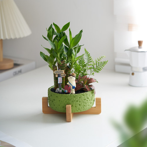 富贵竹创意盆栽办公室内客厅招财绿植节节高懒人好养活桌面摆件