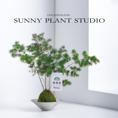 蓬莱松放青松创意绿植好养活