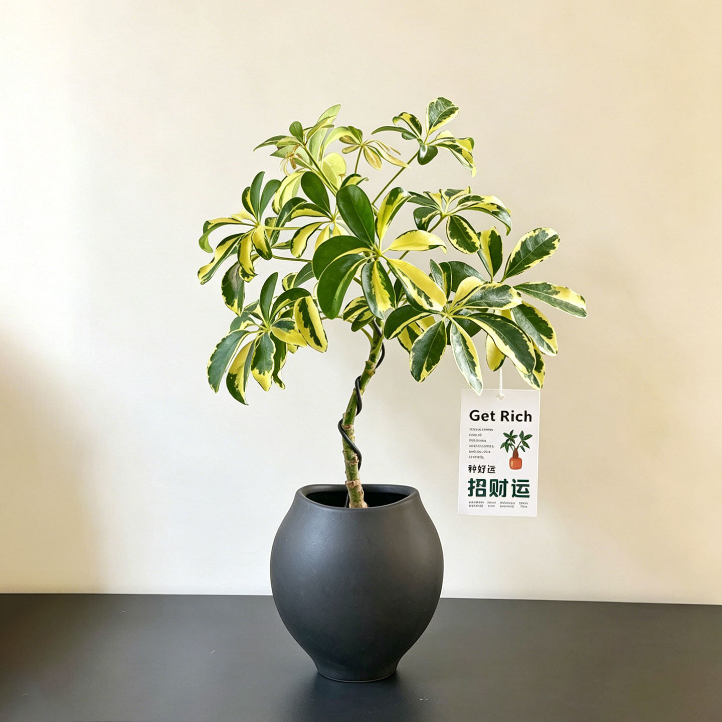 花叶鹅掌柴盆栽晴天植物室内办公桌工位招财小摆件黄金花叶鸭脚木