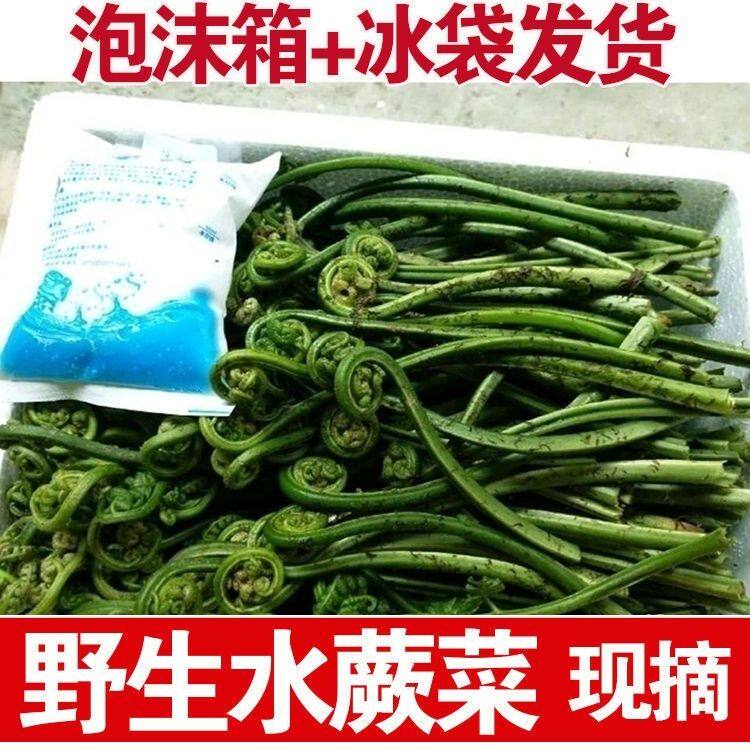 新鲜水蕨菜江西山蕨菜拳头菜蕨菜如意菜野菜猫爪菜龙头菜河边野菜