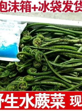新鲜水蕨菜江西山蕨菜拳头菜蕨菜如意菜野菜猫爪菜龙头菜河边野菜