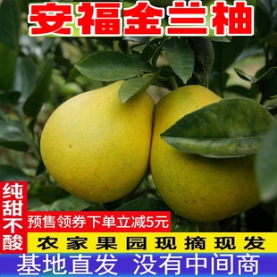 新鲜包邮正宗安福金兰柚蚕子井冈蜜柚冰糖甜小柚子非文旦红心蜜柚
