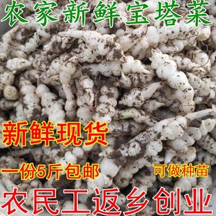 新鲜宝塔菜种子地葫芦螺丝菜芋环地环玉环地牯牛草石蚕地参5斤装