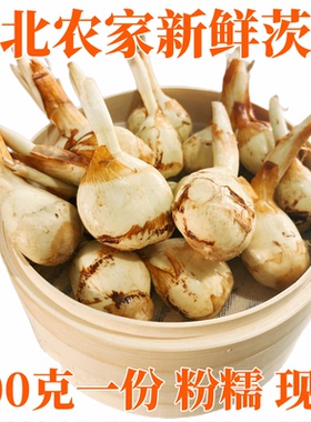 新鲜农家慈姑白茨菇慈菇慈姑茨菰白茨菇一份包邮
