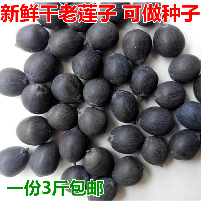 湖北纯黑莲子江带壳老莲子3斤装包邮铁莲子干货即食红莲莲花