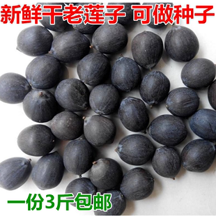 费铁莲子干货即食红莲莲花 湖北纯黑莲子江带壳老莲子3斤装 免邮