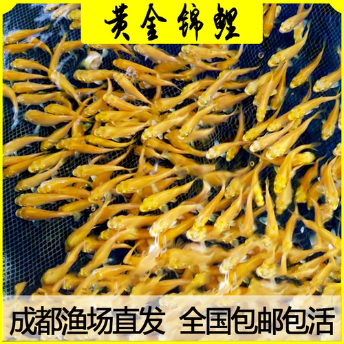 黄金锦鲤锦鲤鱼苗红草金好养龙凤风水鱼锦鲤小鱼苗淡水冷水观赏鱼 - 封面