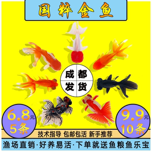 小金鱼活鱼兰寿泰狮大眼睛狮头小型好养锦鲤红草金鱼苗冷水观赏鱼