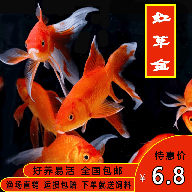 红草金活体锦鲤金鱼好养易活不打氧小型闯缸饲料鱼淡水冷水观赏鱼