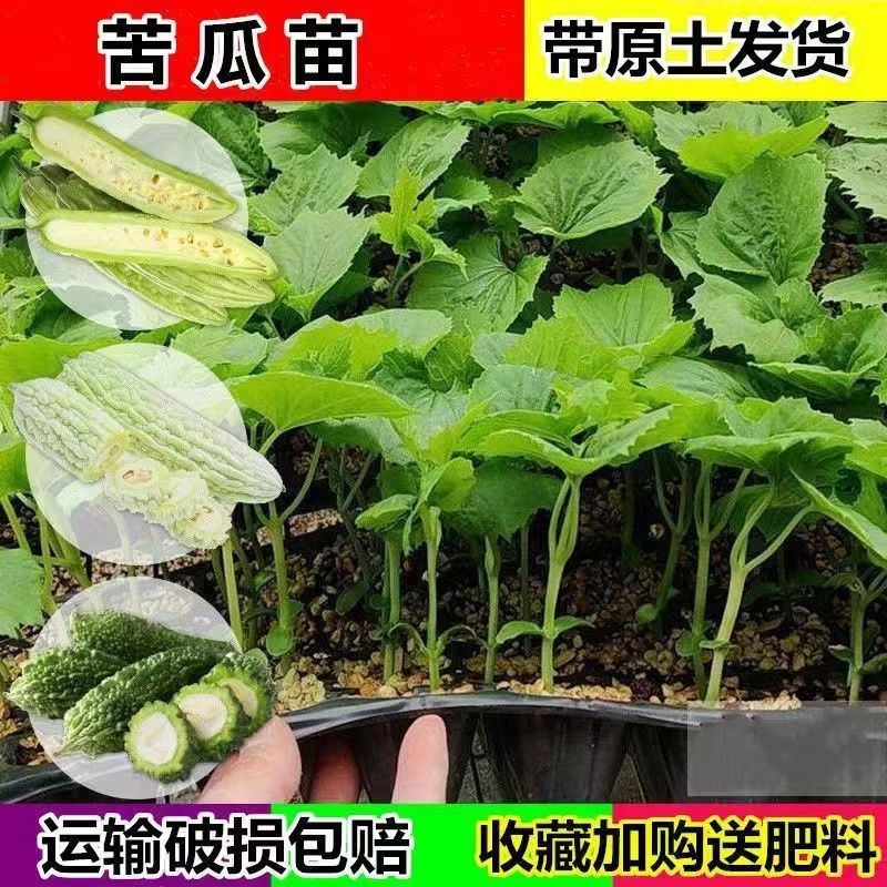 苦瓜苗翡翠长绿苦瓜白苦瓜秧苗带土高产四季庭院种植蔬菜种苗 农用物资 果树种子/种苗 原图主图