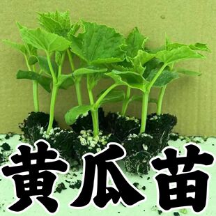 高产绿芯黄瓜秧苗脆嫩多汁强磁大水果黄瓜密刺黄瓜蔬菜苗四季 盆栽