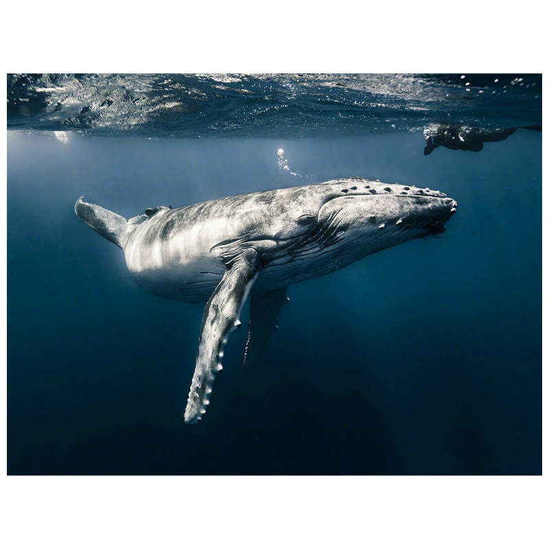 现代简约座头鲸大翅鲸鲸鱼母子客厅房间卧室挂画壁画无框装饰画