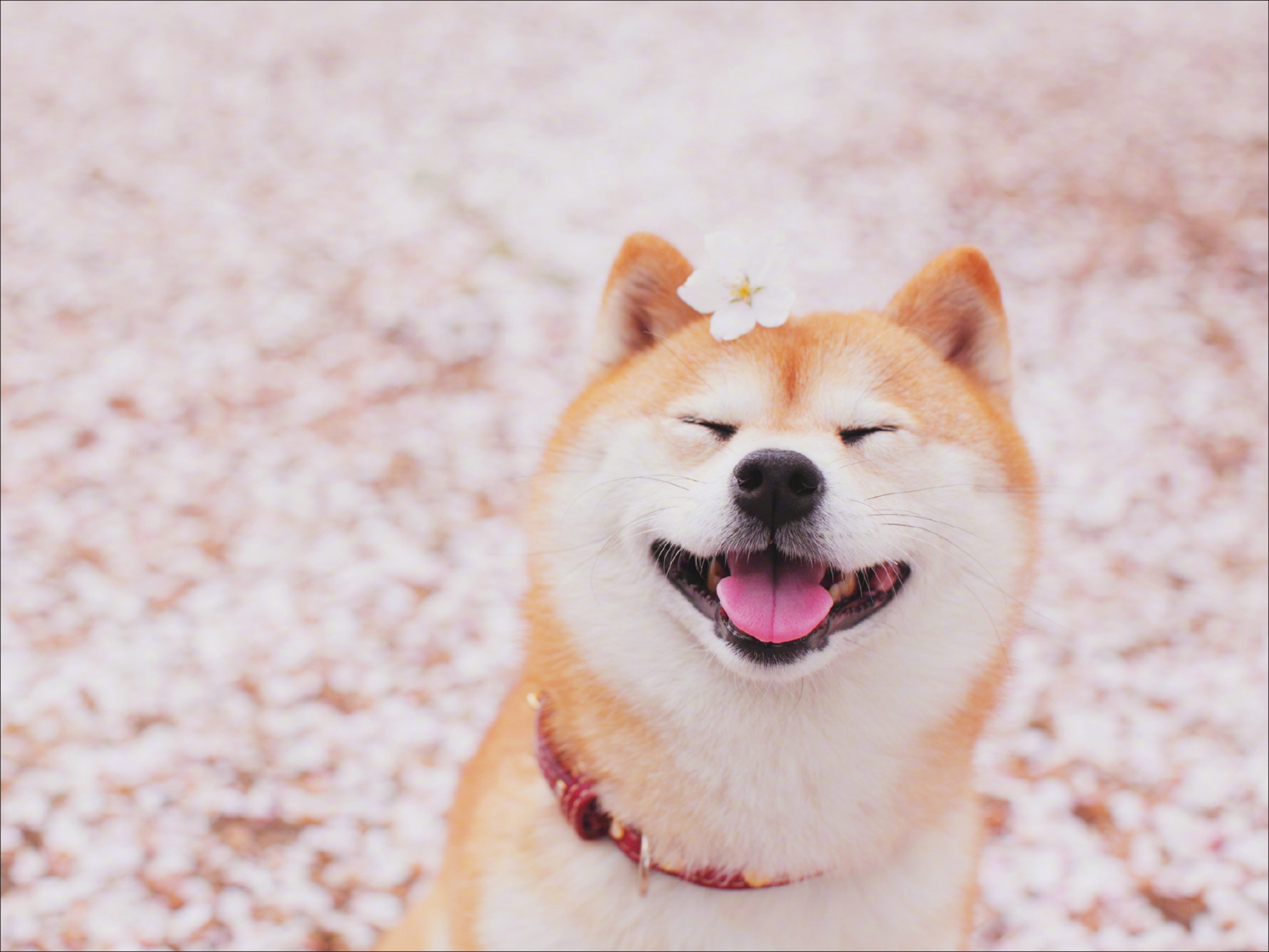 现代简约樱花中傻笑的日本柴犬客厅房间卧室挂画壁画无框画装饰画