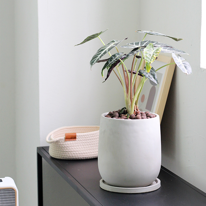 创意个性圆形水泥花盆北欧简约