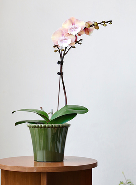 创意设计蝴蝶兰陶瓷花盆釉面绿色装饰套盆带托盘室内植物种植盆栽