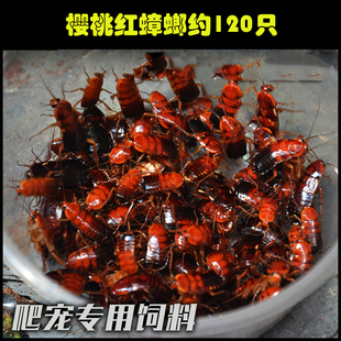 蝎子 小樱桃蟑螂 宠物活体饲料爬宠 蜘蛛 蜥蜴等活物饲料约120只