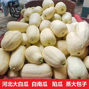 白南瓜新鲜蔬菜绞瓜白玉瓜白吊瓜时令蔬菜南瓜北瓜笋瓜干瓜包子饺