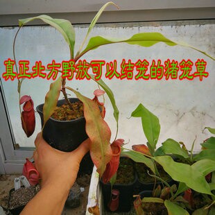 猪笼草食虫植物捕蝇草瓶植盆栽多食虫植物