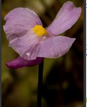 食虫植物-瑞斯汀娜狸藻Utricularia resupinata捕蝇草茅膏菜