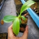 食虫植物多肉植物绿箩绿植食人花食蚊草 葫芦x黑宝特猪笼草