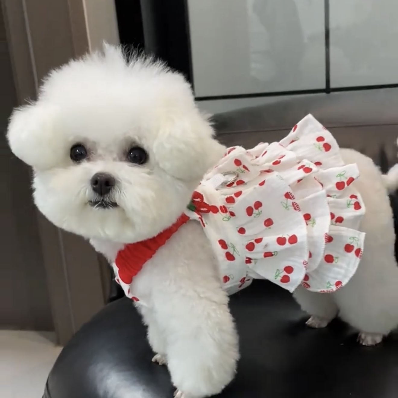 狗狗夏天衣服薄款透气公主裙可爱ins小型犬泰迪比熊博美夏季裙子