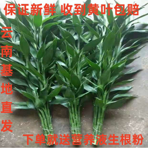 富贵竹玻璃花瓶客厅水养大叶水竹