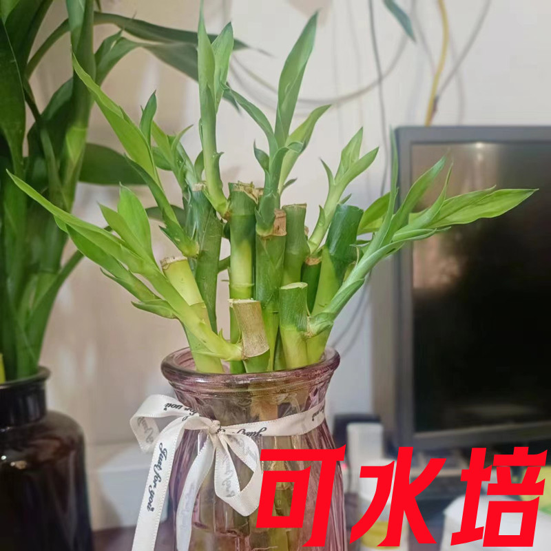 富贵竹室内净化空气美化环境土培