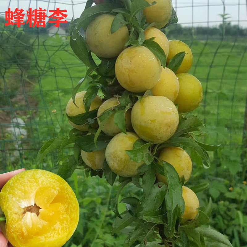 脱骨李子苗空心李嫁接蜂糖李冰糖李子果树苗晚熟汶川清脆李苗