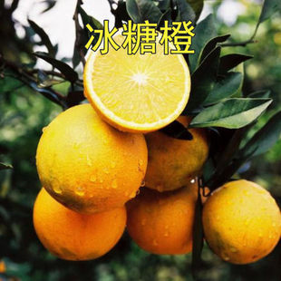 永兴冰糖橙苗 冰糖柑嫁接橙子苗 褚橙苗当年结果盆栽地栽甜橙树苗