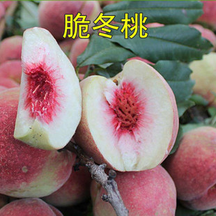脆冬桃苗冬桃树苗极晚熟特大巨型嫁接苗地栽盆栽南方北方当年结果
