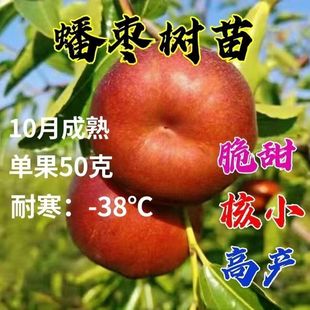 枣树苗蟠枣沾化冬枣特大盆栽地栽嫁接果树苗南方北方种植当年结